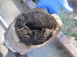 Tree roots in the old sewer pipe