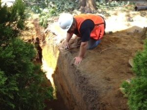 Arborist cutting roots