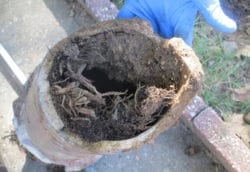 Roots in clay sewer pipe