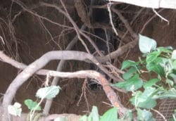 Roots growing around pipes