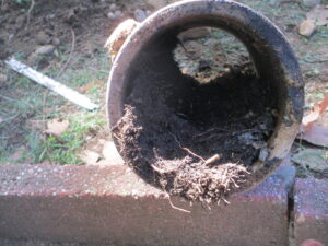 Roots clogging the sewer pipe