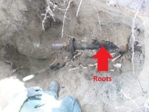 Roots lodged in sewer 