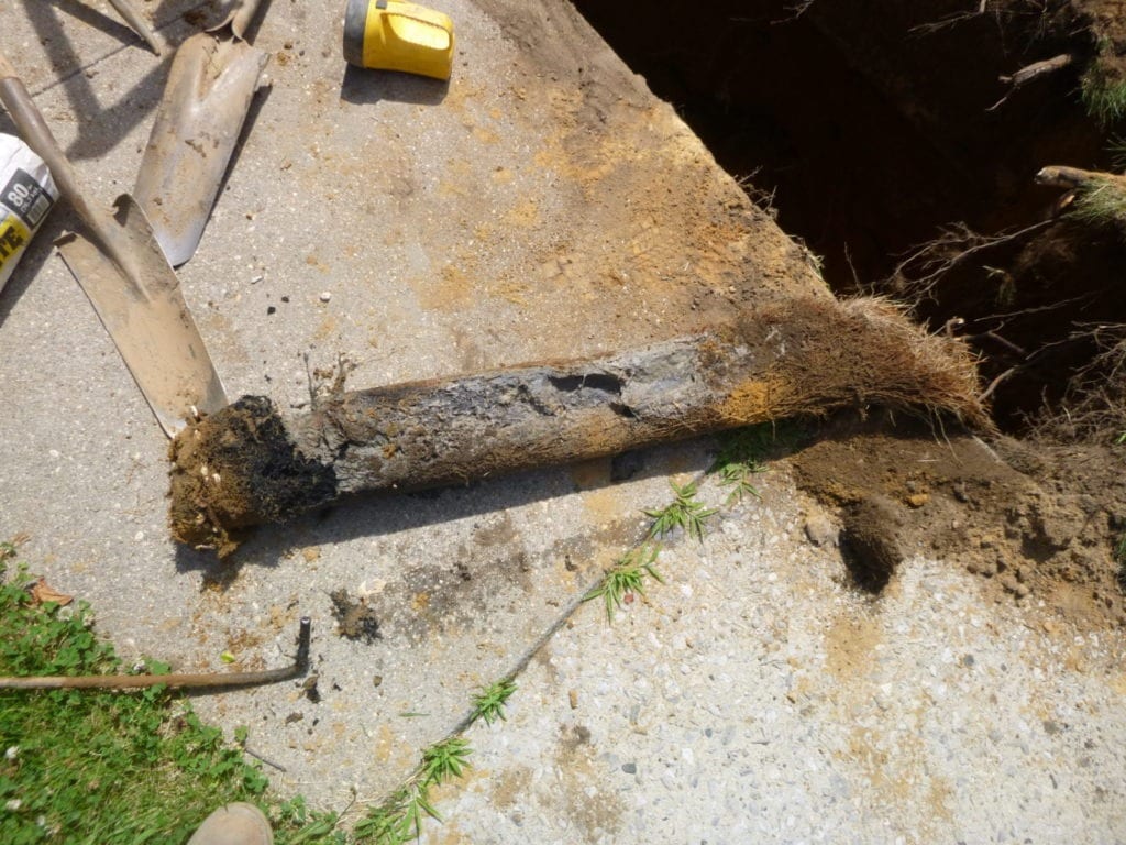 Roots removed from sewer line