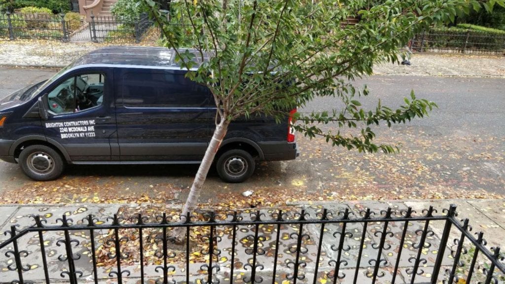 Tree falls from broken sewer