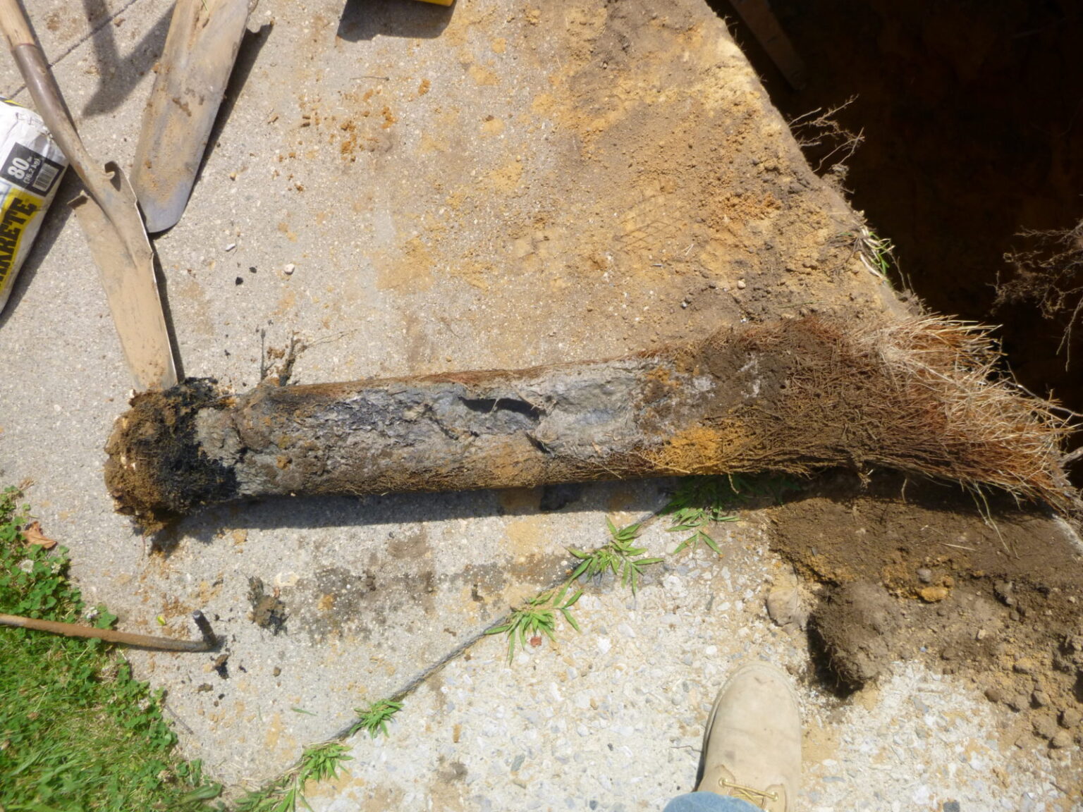 Roots removed from clay pipe