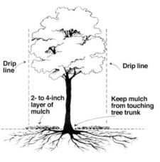 Dripline